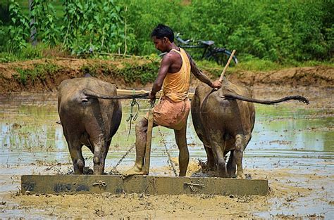 indian jungle porn